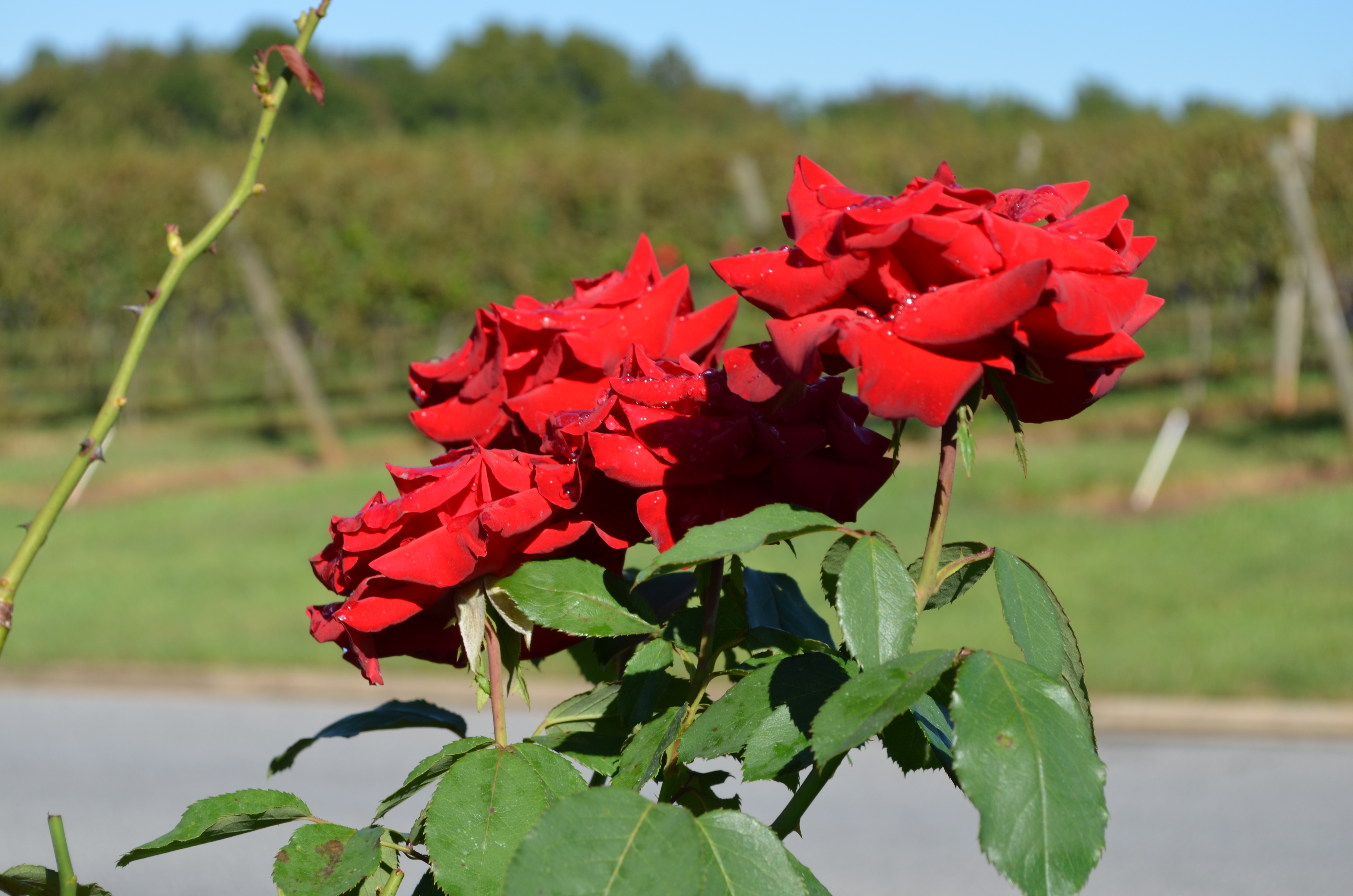 ./2013/Lexington NC/DSC_2959.JPG